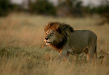 Pro-lion MP being stalked