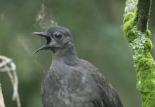 Icon makes a stunning comeback