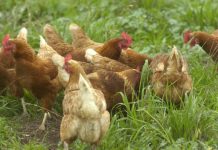 Council lays down chook law
