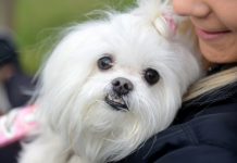 Every dog has its day