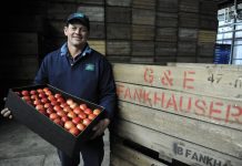 Apple grower picks a winner