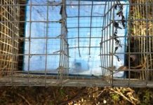 Killing a myna problem