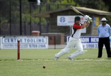 Gulls get ready to soar