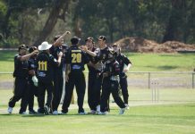 Tigers devour Bears on maiden home turf