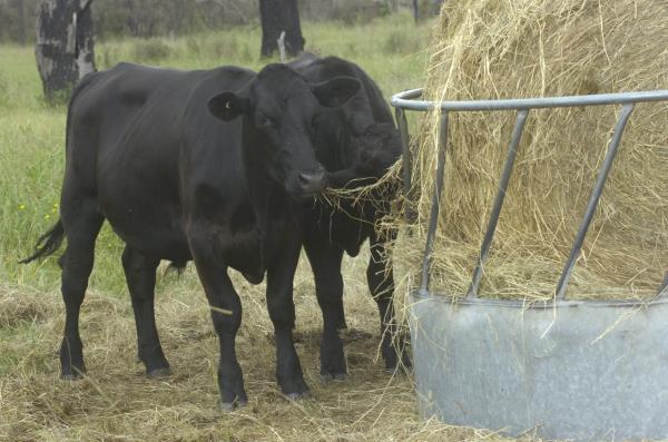 otlsilage_43395_45.jpg