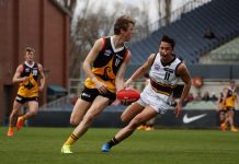 Stingrays are ready to pounce