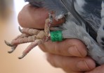 pigeon_156447_04.jpg