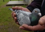 pigeon_156447_06.jpg