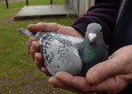 pigeon_156447_07.jpg