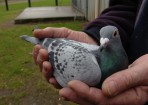 pigeon_156447_08.jpg