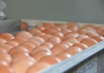tamarix_157299_03.jpg