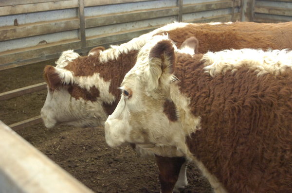 Cows_141461_09.jpg