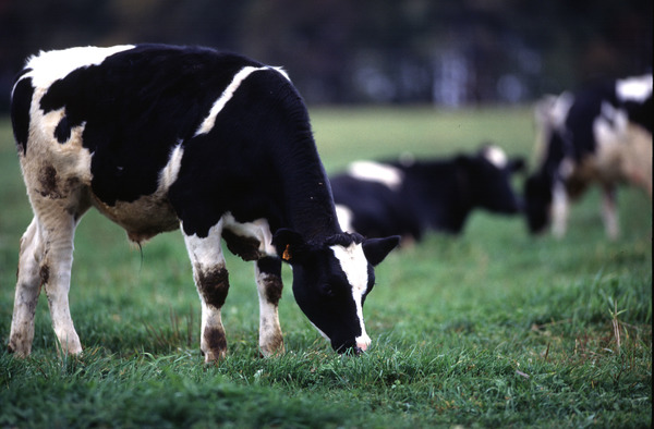 Cows_141461_61.jpg