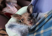 What to do with wildlife