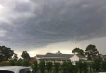 Bulls fight to the death