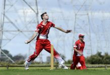 Too easy for Seagulls