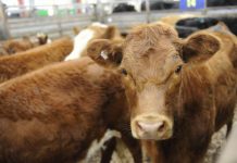 Bid for $10 million saleyard
