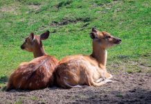 Deer cull under fire