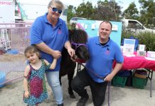 Pony rescue in dire need