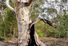 Help region’s trees thrive