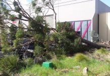 Wild winds wreak havoc