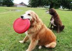 Dog_187523_02.jpg