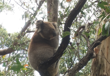 Cuddly face behind quarry fight