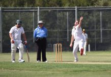 Lion pair carve it up