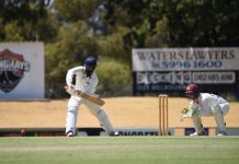 Mature Swans fight it out
