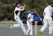 The pride of the Lions