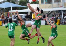 Bulldogs are snarling