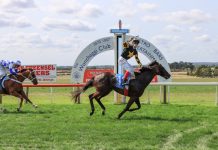 Gee Whizzer runs away with Cup