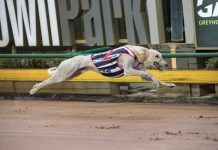 Catch him if you can