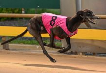 Super ‘Shima’ smashes track record