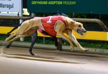 ‘Eric’ flies high in Warragul Cup