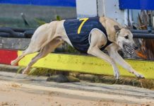 Jax is king of Cranbourne