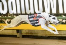 Lakeview Walter ready for Harrison-Dawson tilt