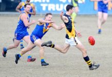 Magpies waiting to swoop