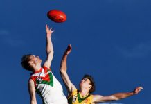 Seagulls ready for anything