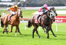 Leek dreams of loving cup