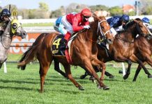 Celebrity set to shine