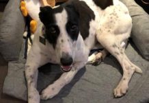 Greyhounds find a new home