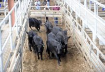 Quality edges up while prices ease at Pakenham VLE