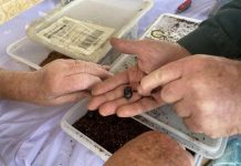 Pasture beetles take the cake