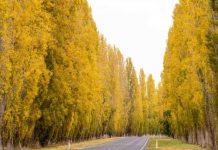 Three… towns with autumn festivals