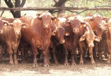 Australia a global leader in sustainable beef production