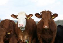 Herd rebuild continues, beef in strong demand