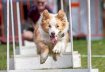 Pets have a ball at expo