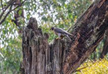 Aquaduct bird beauty