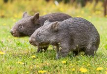 Three… facts about wombats